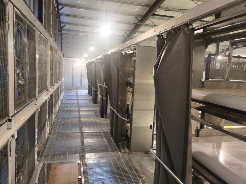 Breeding and Management of Summer Broilers